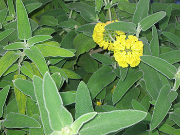 Phlomis fruticosa or Jerusalem Sage